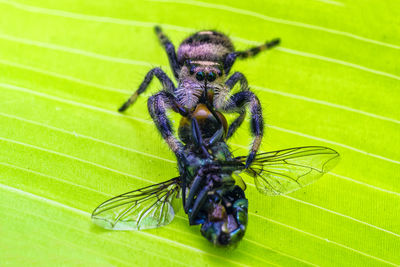 Close-up of spider