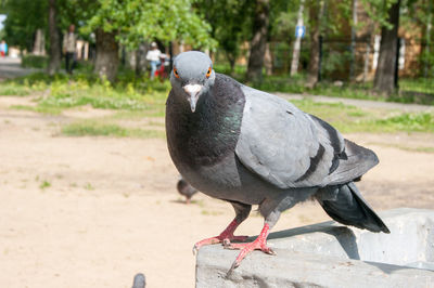 Close-up of pigeon perching on wall