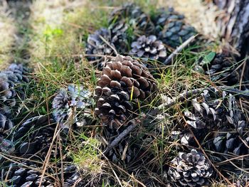 High angle view of pine cone on field