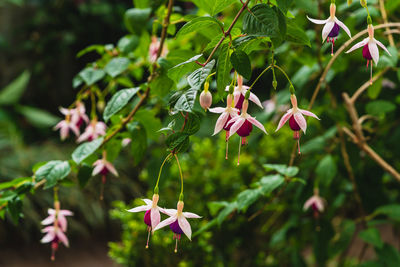 plant