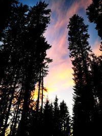 Low angle view of silhouette trees against sky during sunset