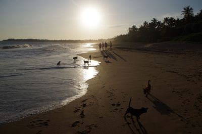 Silhouette people on beach against sky during sunset