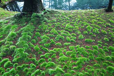 Plants growing on field