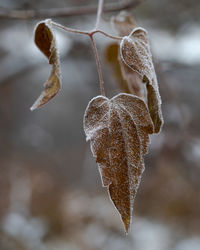 Close-up of dry leaves during winter