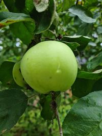 Close-up of apple on tree