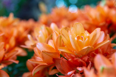 Close-up of orange flowering plant