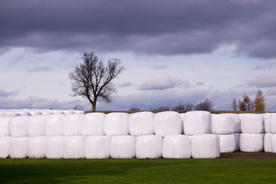 Stacks of hay bale rolls wrapped in plastic seen in rural area during a stormy fall afternoon