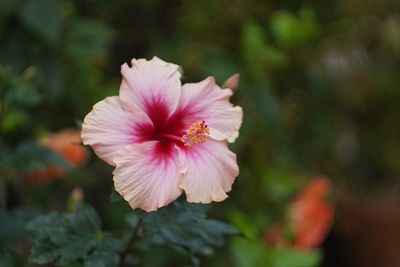 Close-up of pink hibiscus flower