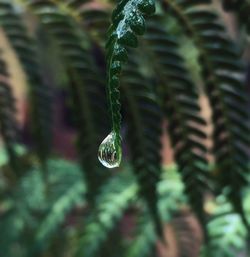 Close-up of water drops on plant