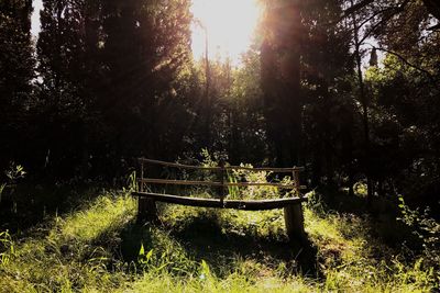 Trees in forest