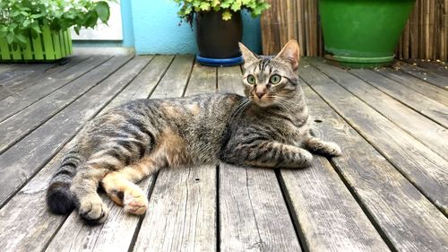 Portrait of cat sitting on wooden floor