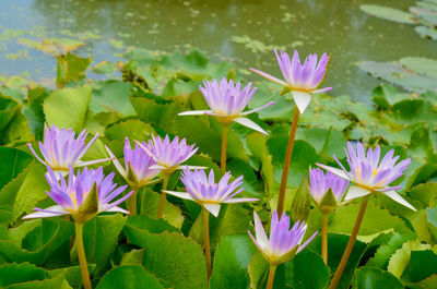 Close-up of purple flowering plants