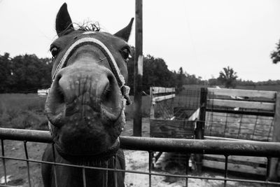 Close-up portrait of horse on field