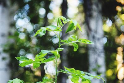 Close-up of leaves against blurred background