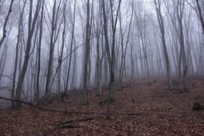 Trees in forest during autumn