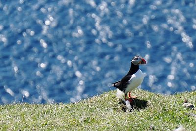 Bird perching on grass by water