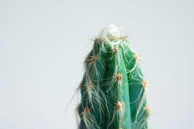 Close-up of woman against white background