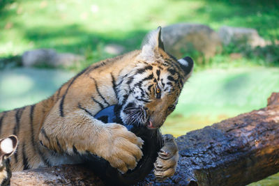 Tiger playing with toy on fallen tree