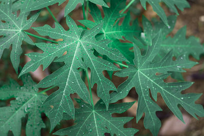 Tropical leaves, blue-green leaves, natural leaves