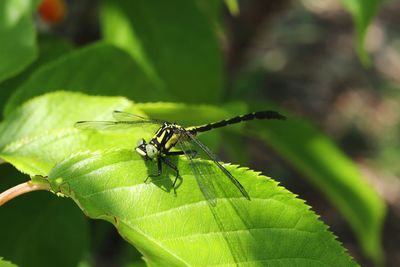 Close-up of insect on leaf