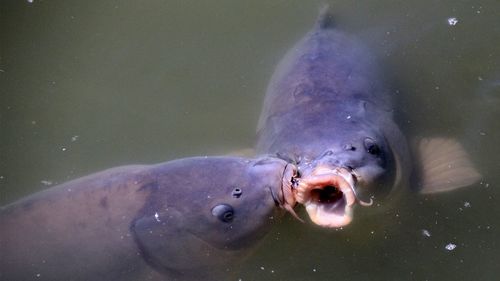 Close-up of fish swimming in lake