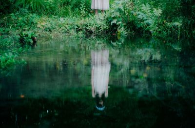 Reflection of trees in water