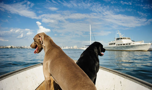 Dog on boat in sea against sky