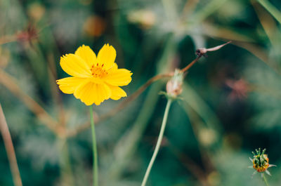 Close-up of yellow flowering plant