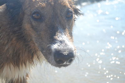 Close-up portrait of a dog