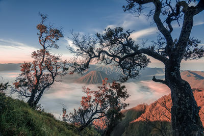 Trees against sky during sunset