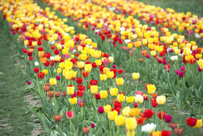 Close-up of multi colored tulips in field