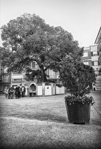 Tree by building against sky in city