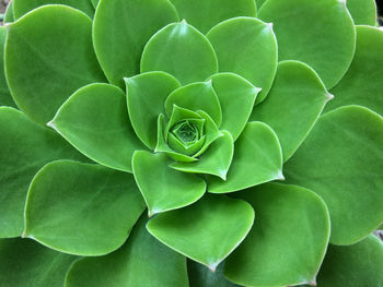 Close-up of succulent plant