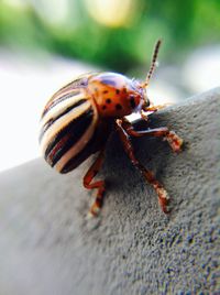 Close-up of insect on leaf