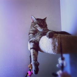 Cat sleeping on pole at home