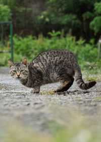 Portrait of a cat lying on land