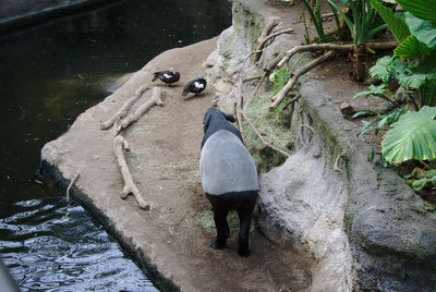 Rear view of man standing on rock