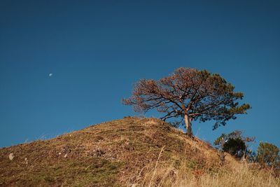 Low angle view of bare tree against clear blue sky