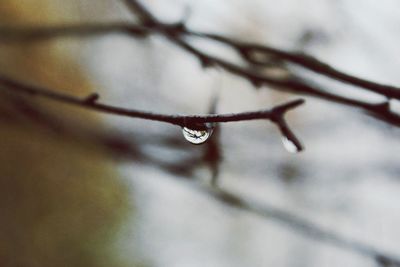 Close-up of water drops on leaf