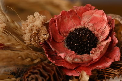 Close-up of dried plant