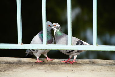 Pigeons behind railing