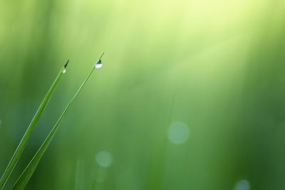 Close-up of water drops on grass