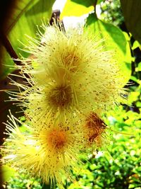 Close-up of yellow flower