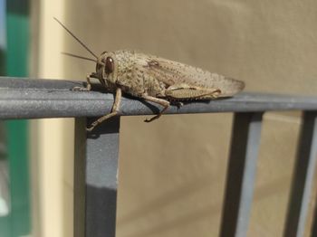 Close-up of grasshopper on wall