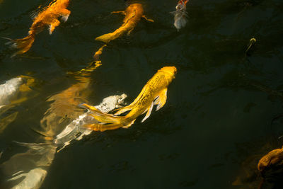 High angle view of koi carps swimming in lake