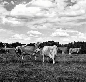 Cows grazing on grassy field