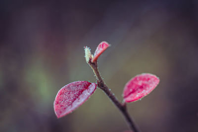 petal