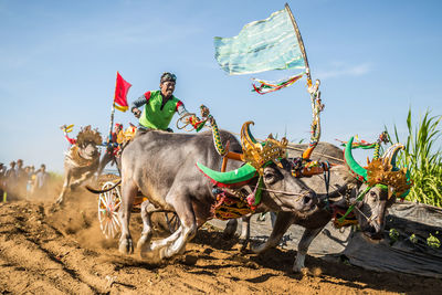 High angle view of horses