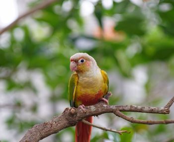 Close-up of parrot perching on branch