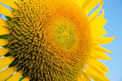 Close-up of sunflower